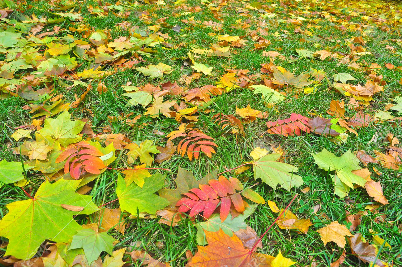 Otoño, Deja Caer. Una Alfombra De Hojas Caídas En El Suelo Otoño, Deja Caer. Una Alfombra De Hojas Caídas En El Suelo