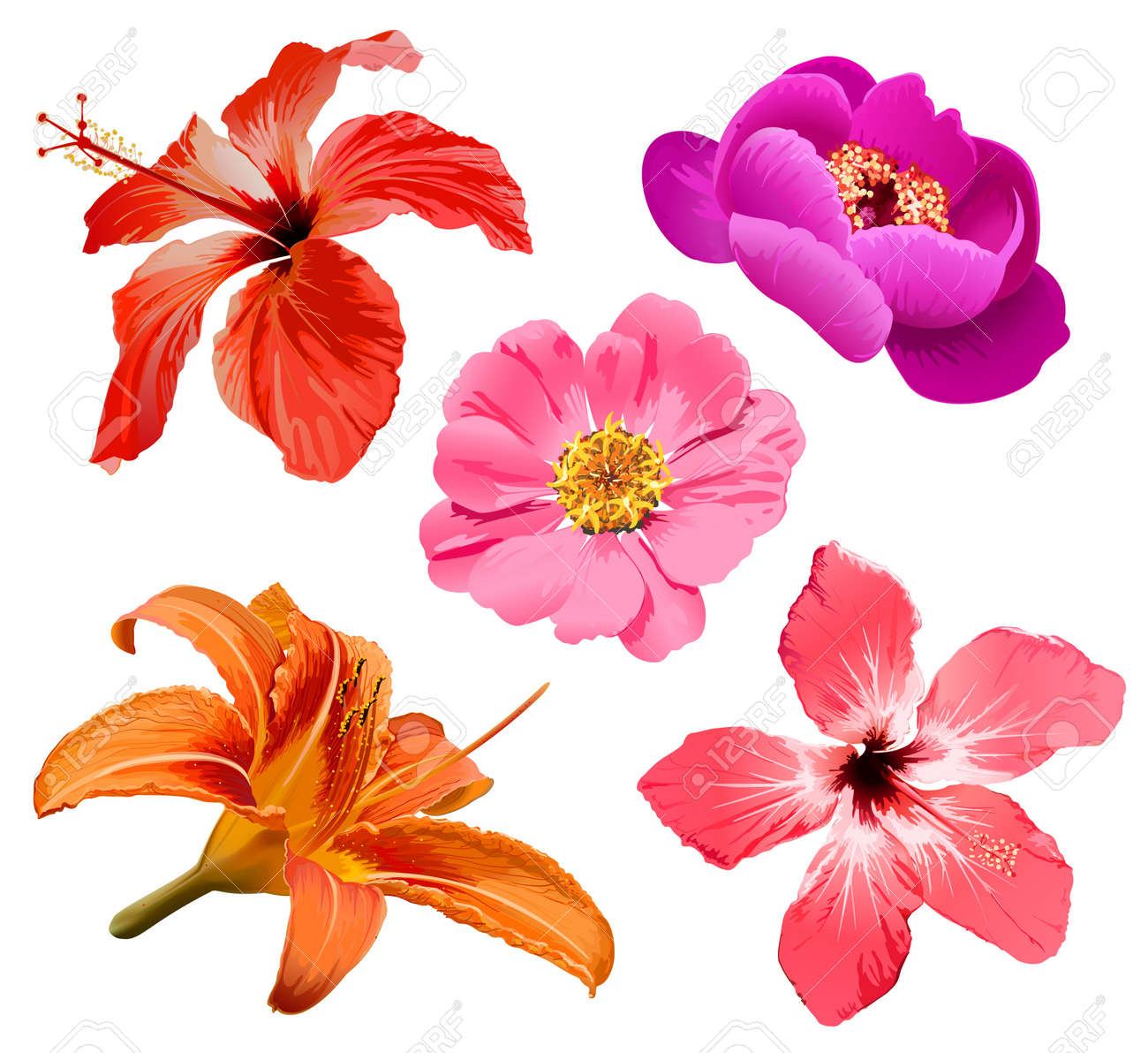 flower illustration
