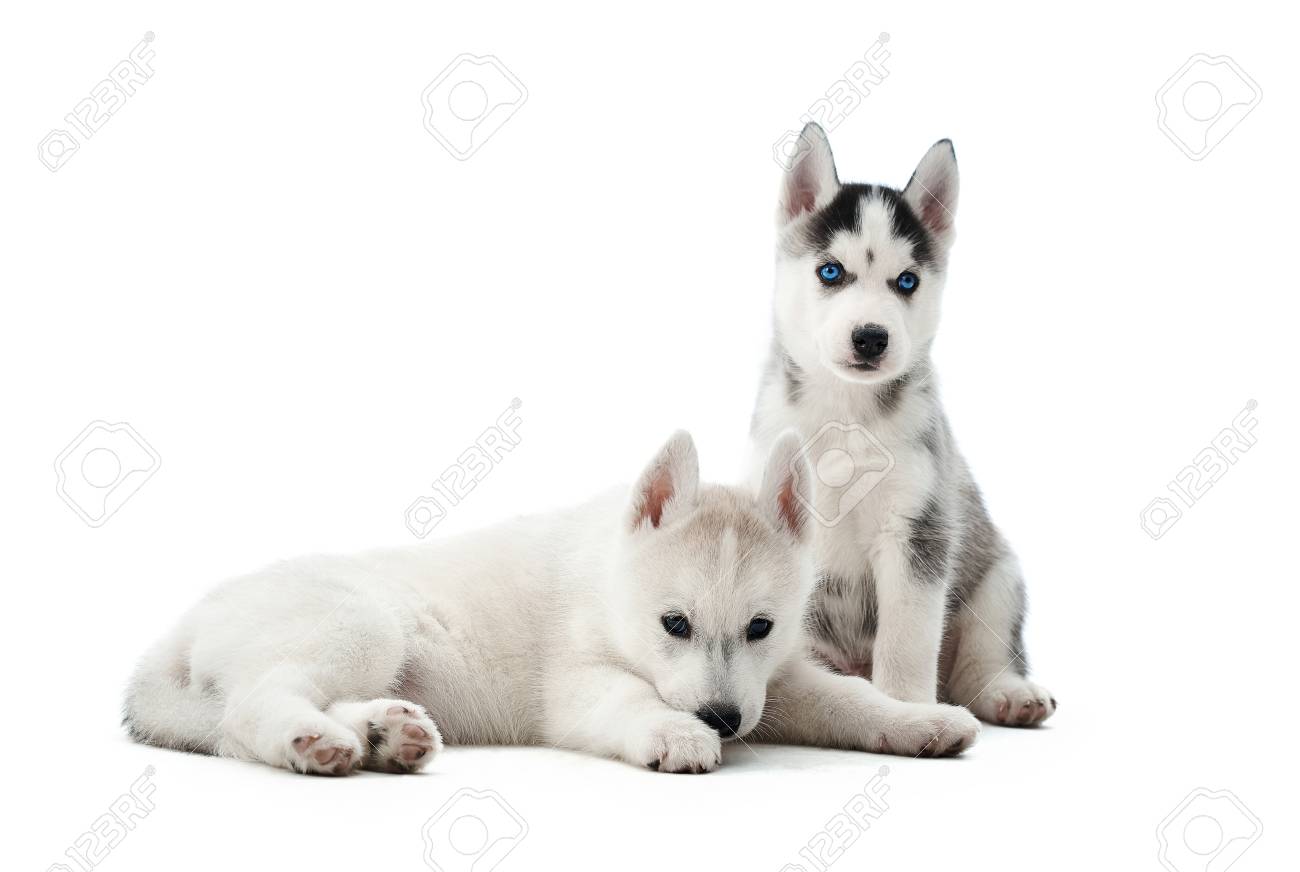 small husky dog breed