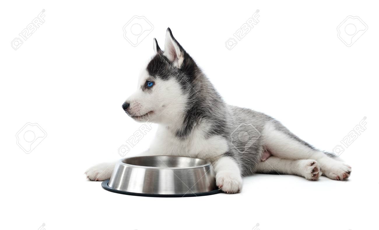 シベリアハスキー犬の子犬は丸いプレートに対して横たわっています の写真素材 画像素材 Image