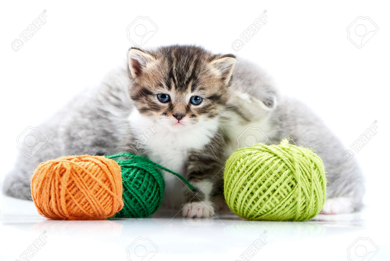 Grey Fluffy Cute Kitties And One Brown Striped Adorable Kitten Stock Photo Picture And Royalty Free Image Image