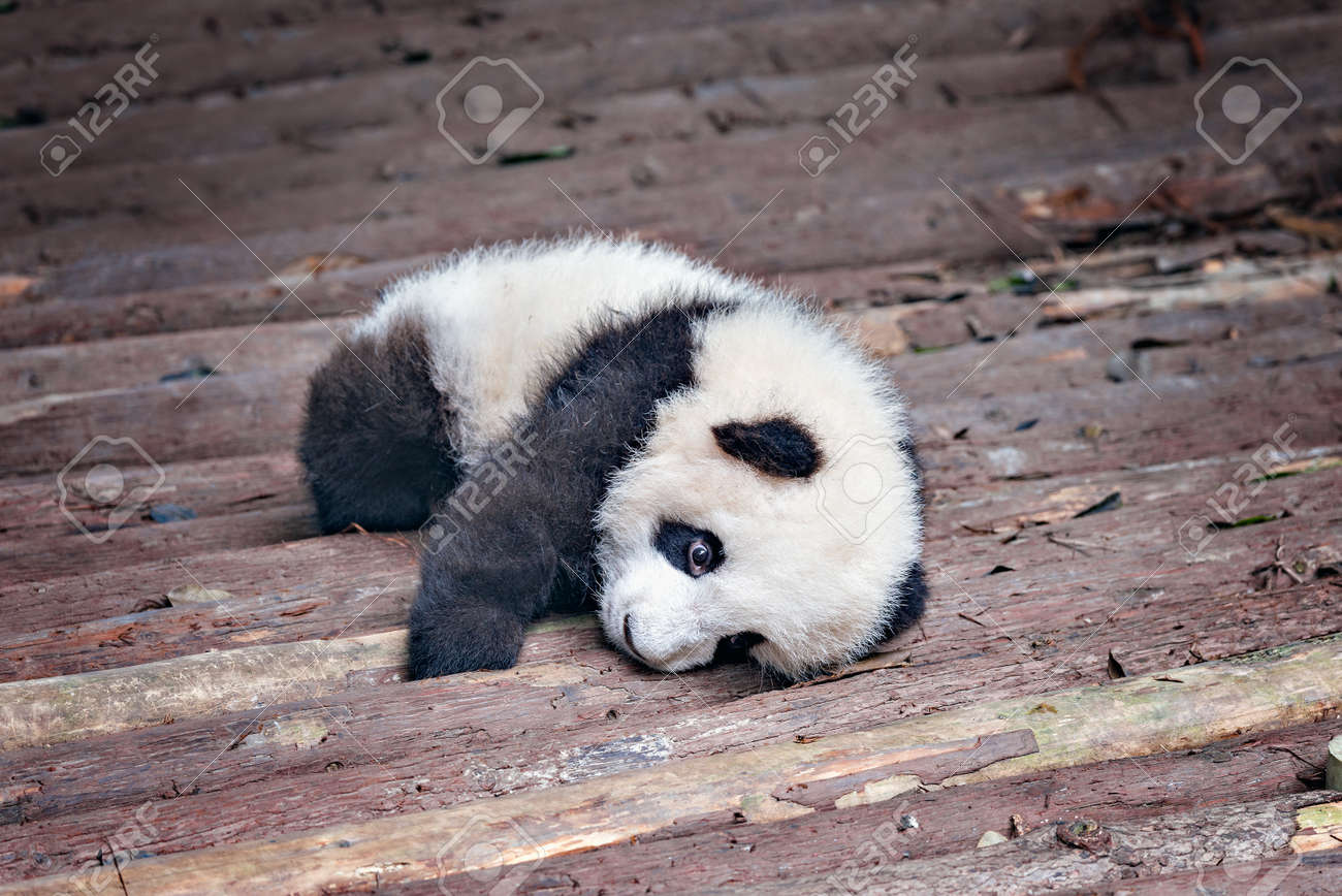 ジャイアント パンダの赤ちゃんが公園にかかっています の写真素材 画像素材 Image 61