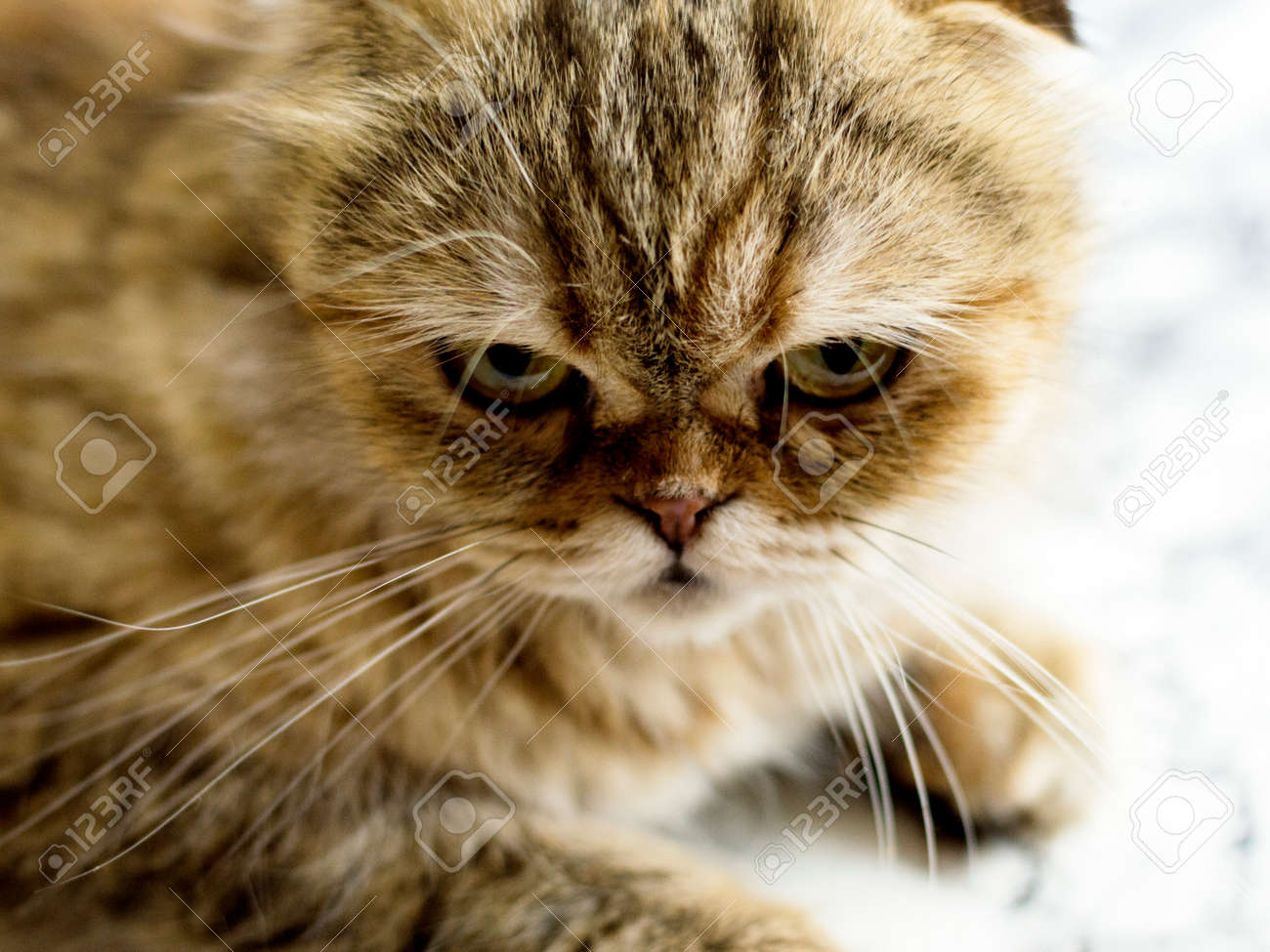 etiam-dictum-ipsum-a-felis