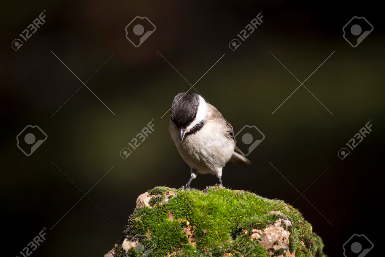 etiam-dictum-ipsum-a-felis