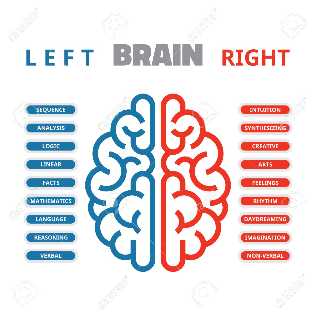 left and right human brain vector illustration for presentation