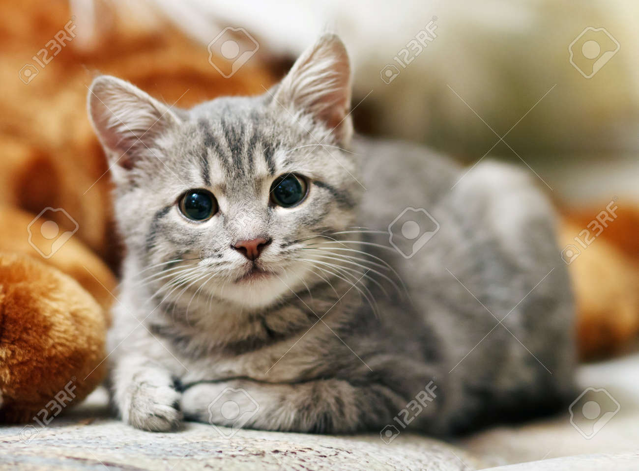 jolies photos de chatte
