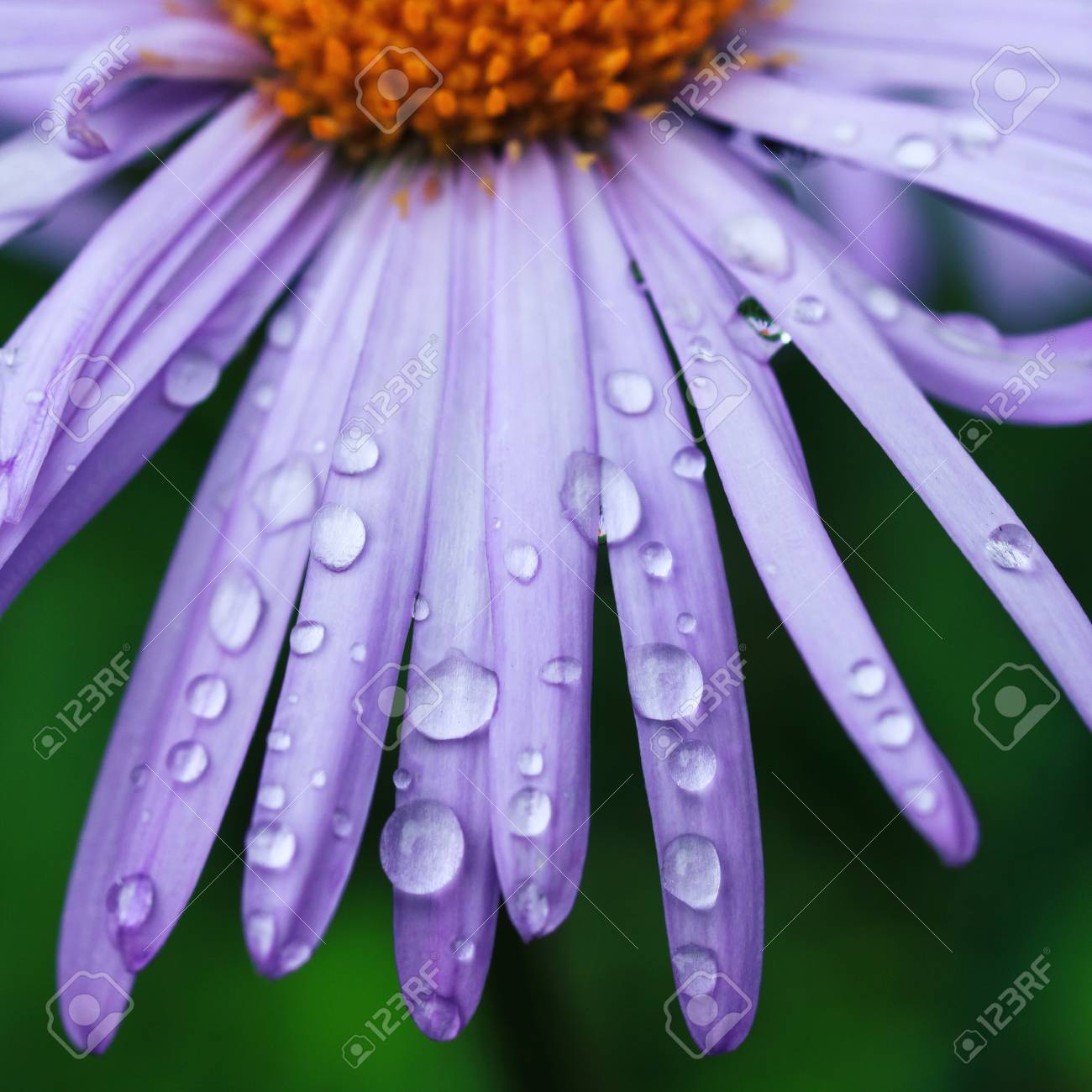Gotas De Agua Sobre Una Flor De La Margarita Púrpura Fotos, Retratos, Imágenes Y Fotografía De Archivo Libres De Derecho. Image 38268918. Gotas De Agua Sobre Una Flor De La Margarita Púrpura Fotos, Retratos, Imágenes Y Fotografía De Archivo Libres De Derecho. Image 38268918.