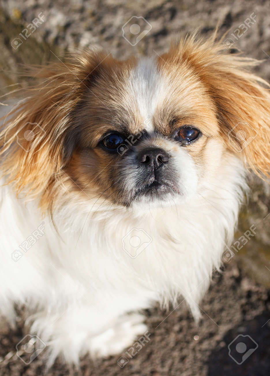 Regard Pekingese Chien Roux Drôle Appareil Photo Banque Du0027Images 