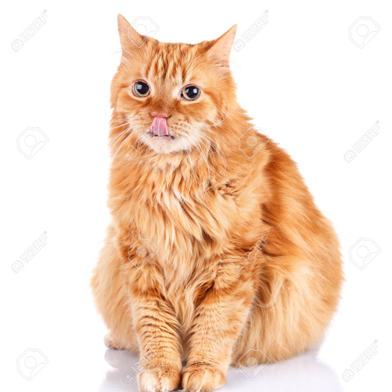 Gros Chat Roux Isole Un Fond Blanc Banque D Images Et Photos Libres De Droits Image