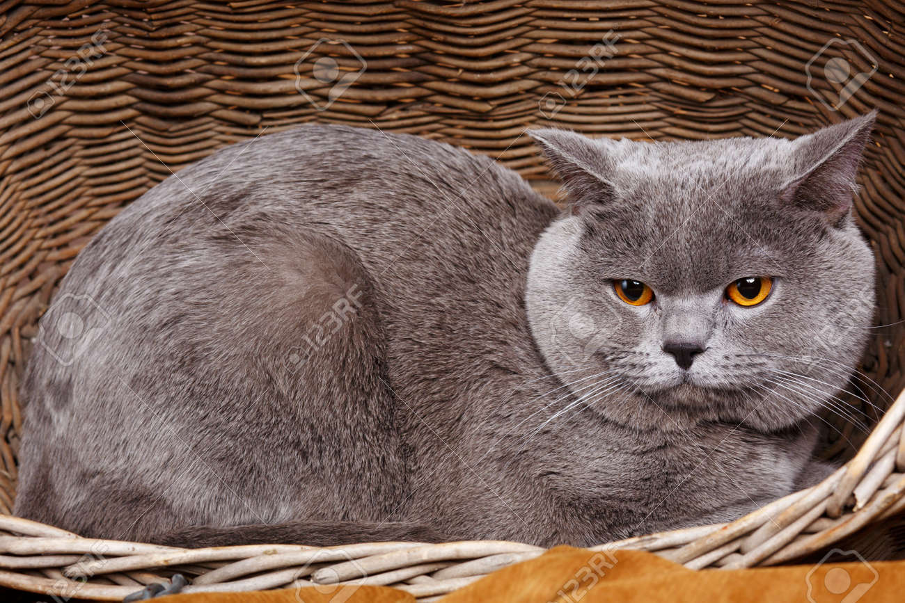 Gray Cute British Shorthair Cat On A Wooden Basket Stock Photo