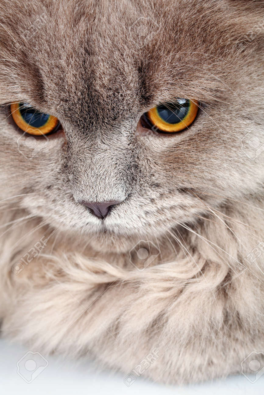Portrait De Gris Mignon écossais Chat à Poil Long Droite Sur Un Fond Blanc