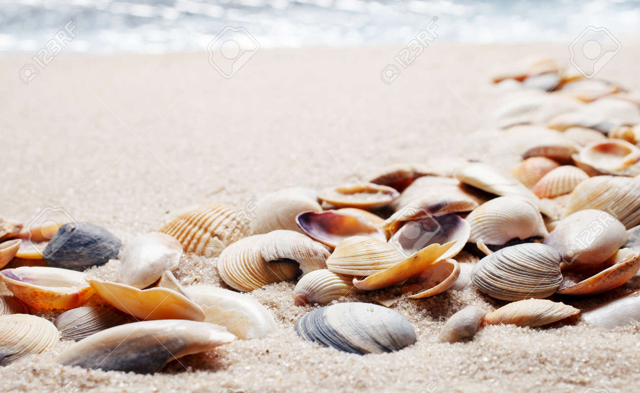 Sea Shells On Sand. Summer Beach Background. Top View Stock Photo, Picture  and Royalty Free Image. Image 59926487., image size:1300x800