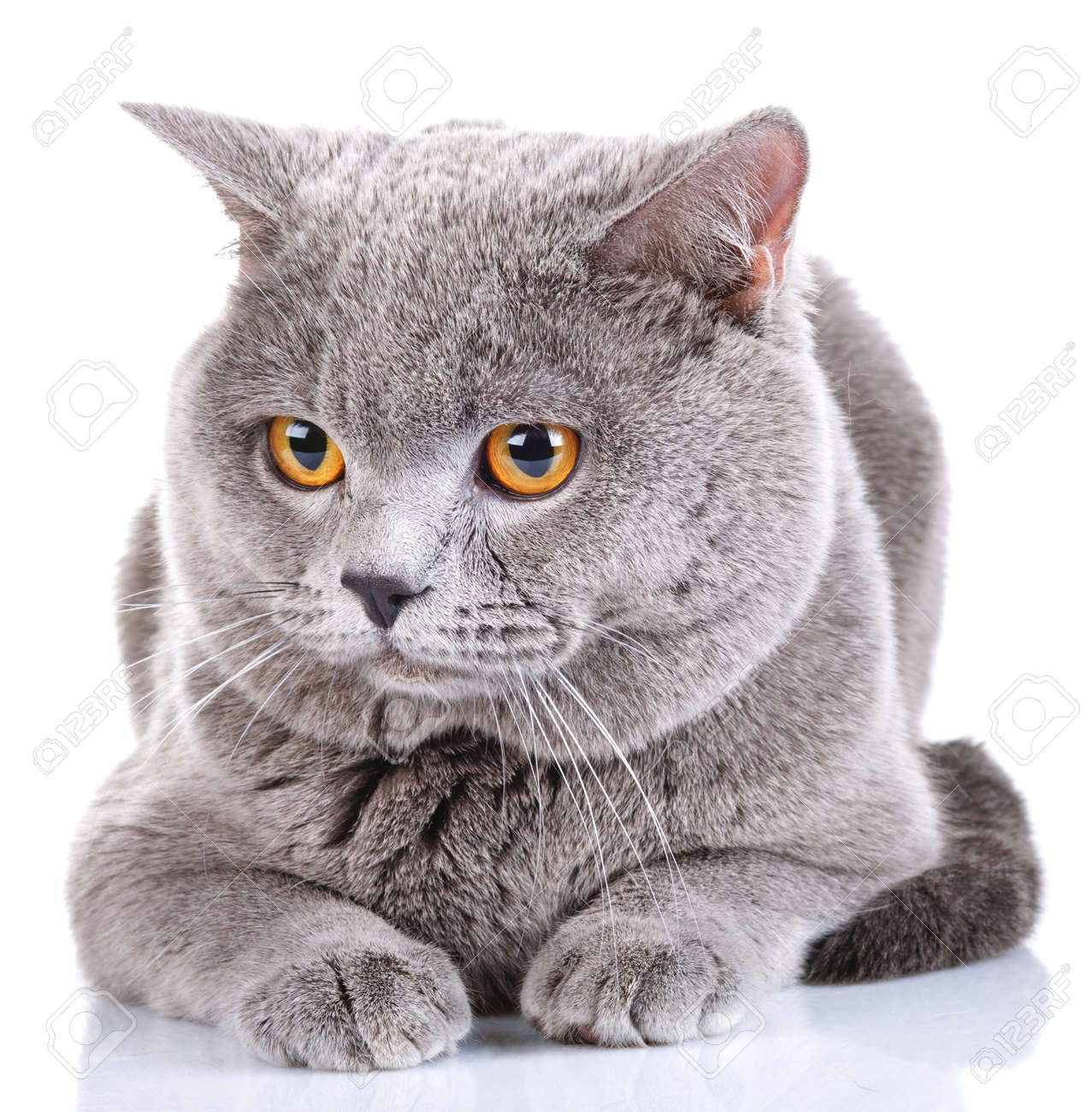 Cute British Shorthair Cat Isolated On White Background Stock
