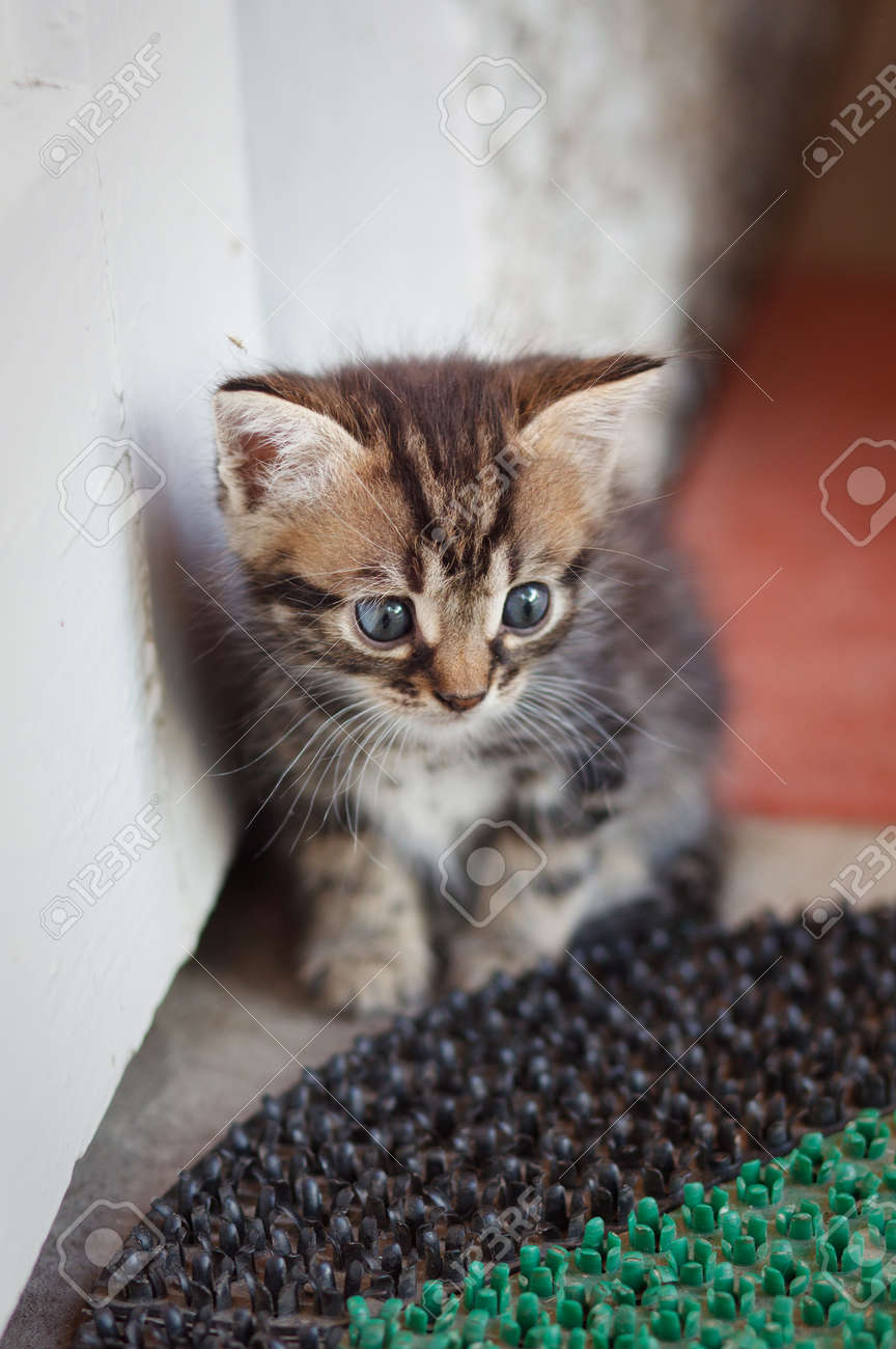 Chaton Marron Gris Drole Avec De Grands Yeux Bleus Banque D Images Et Photos Libres De Droits Image Chaton Marron Gris Drole Avec De Grands Yeux Bleus Banque D Images Et Photos Libres De Droits Image