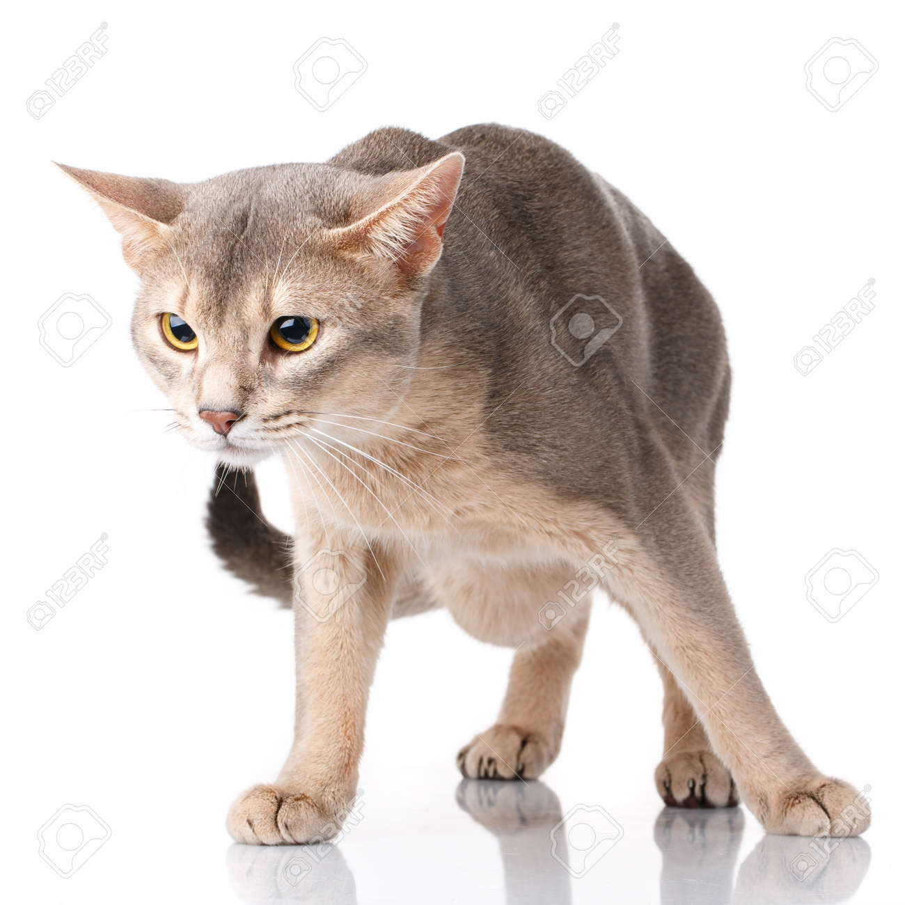 Belle Abyssyn Chat Roux Et Gris Debout Devant Sur Fond Blanc