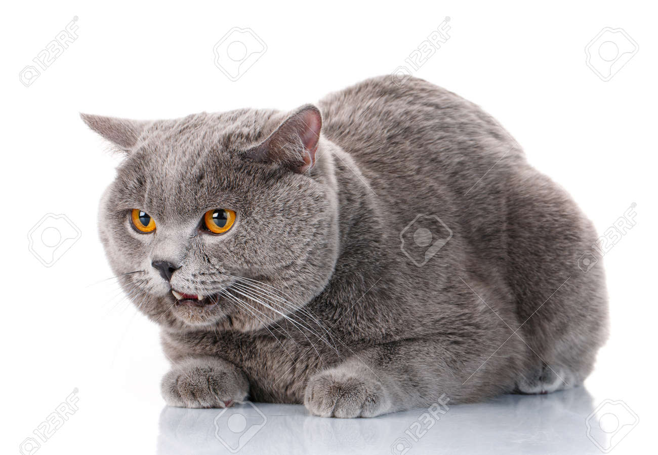 瞳の猫が横になっていると白い背景に分離された脇かわいいグレー ブリティッシュショートヘア の写真素材 画像素材 Image 瞳の猫が横になっていると白い背景に分離された脇かわいいグレー ブリティッシュショートヘア の写真素材 画像素材 Image