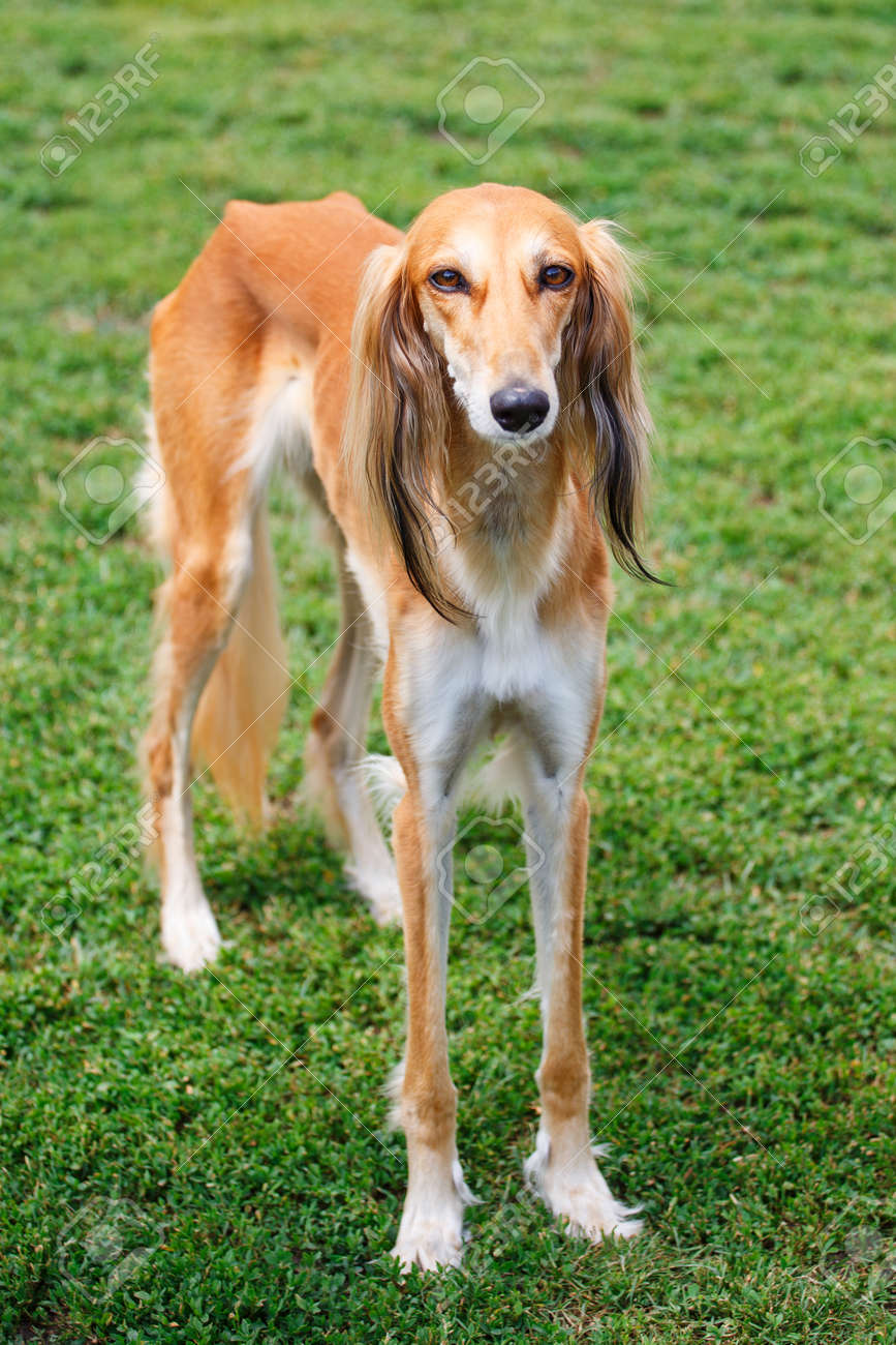 red saluki