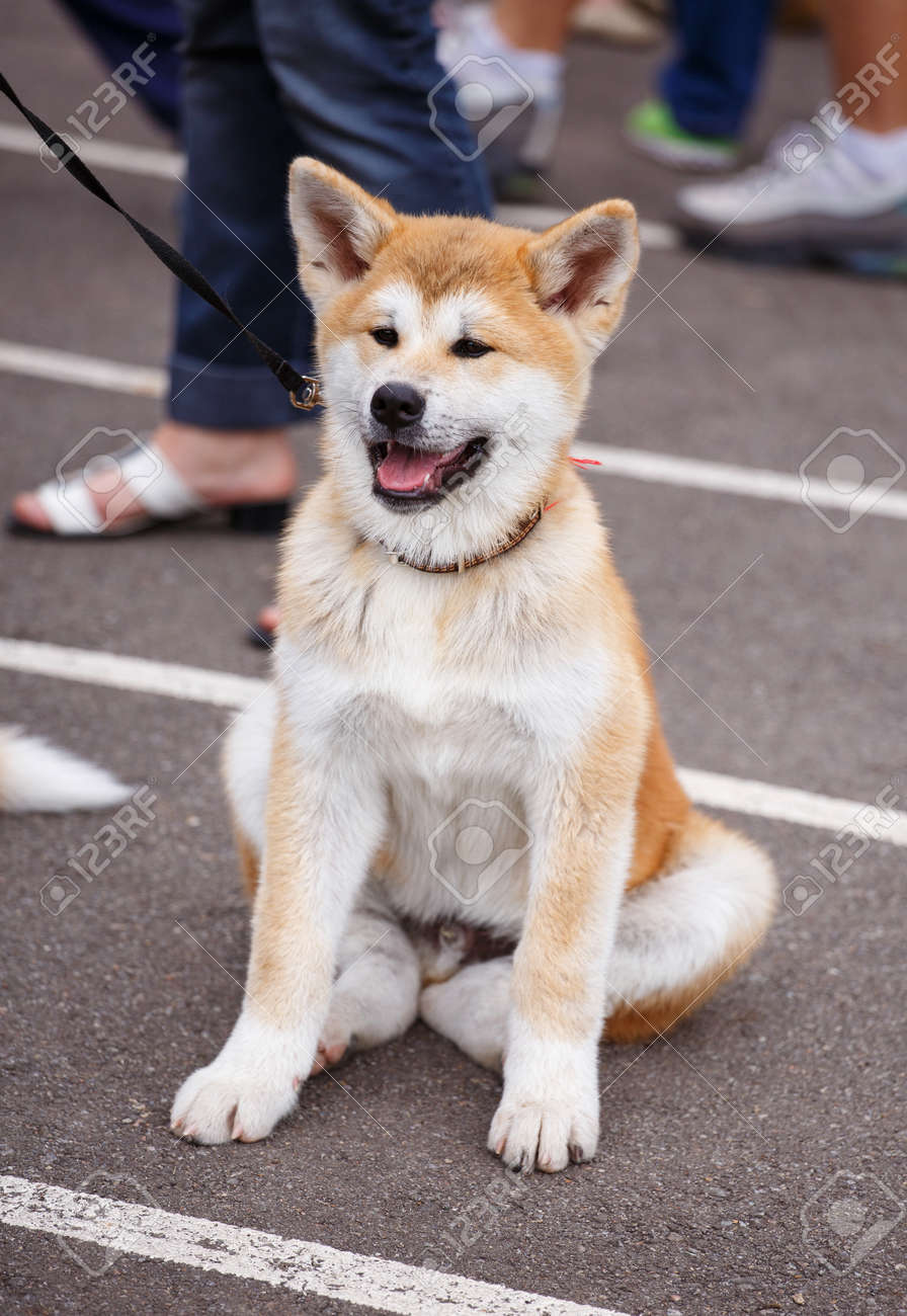 口を開いて座っている赤毛の秋田犬 の写真素材 画像素材 Image