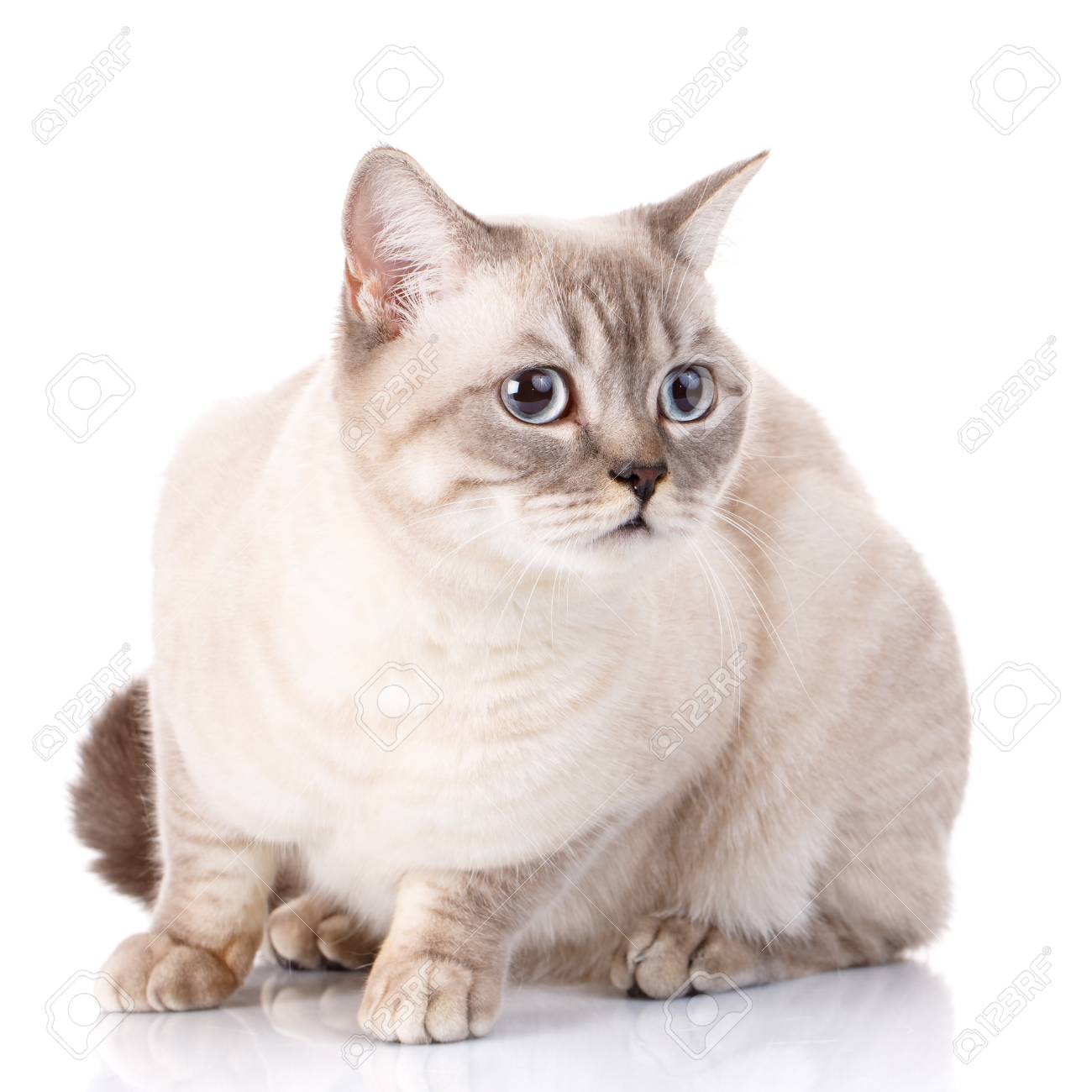 Chat Gris écossais Aux Yeux Bleus Sur Fond Blanc