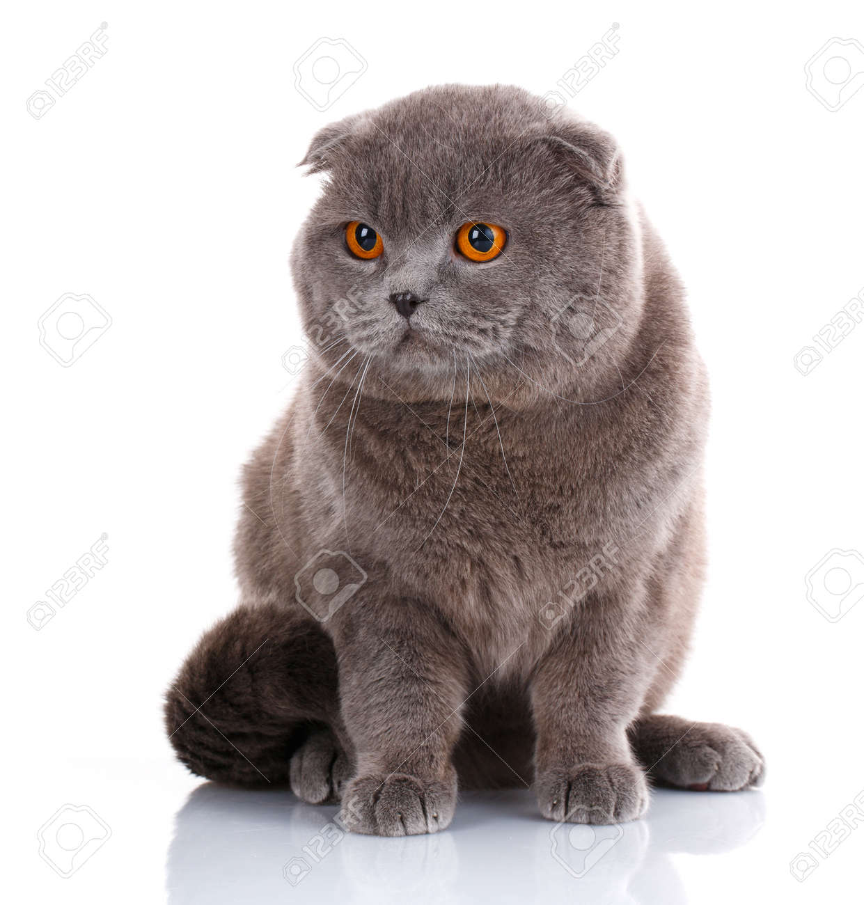 Big Cat Beautiful Cat Purebred Cat Fluffy Cat Proud Cat