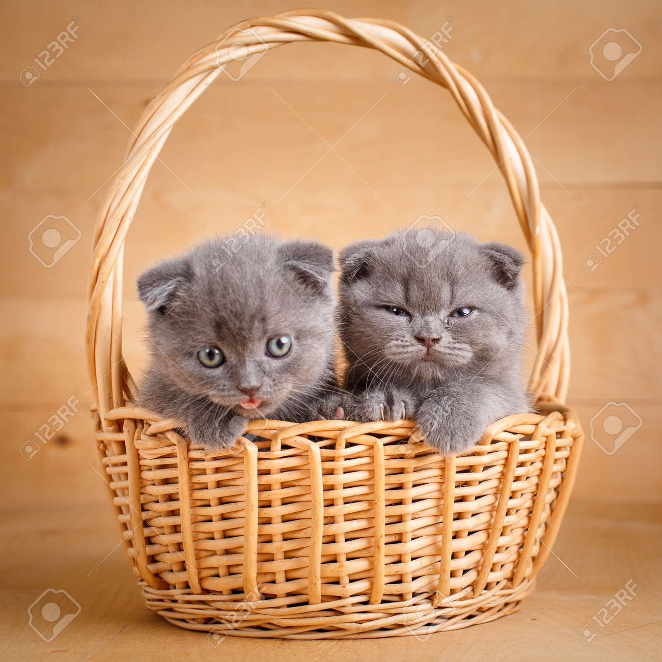 kittens in a basket