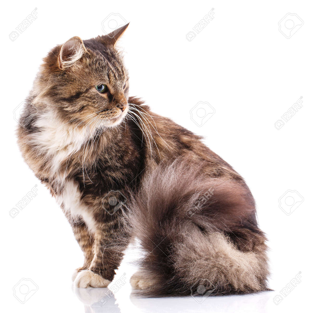 dry dog food ratings