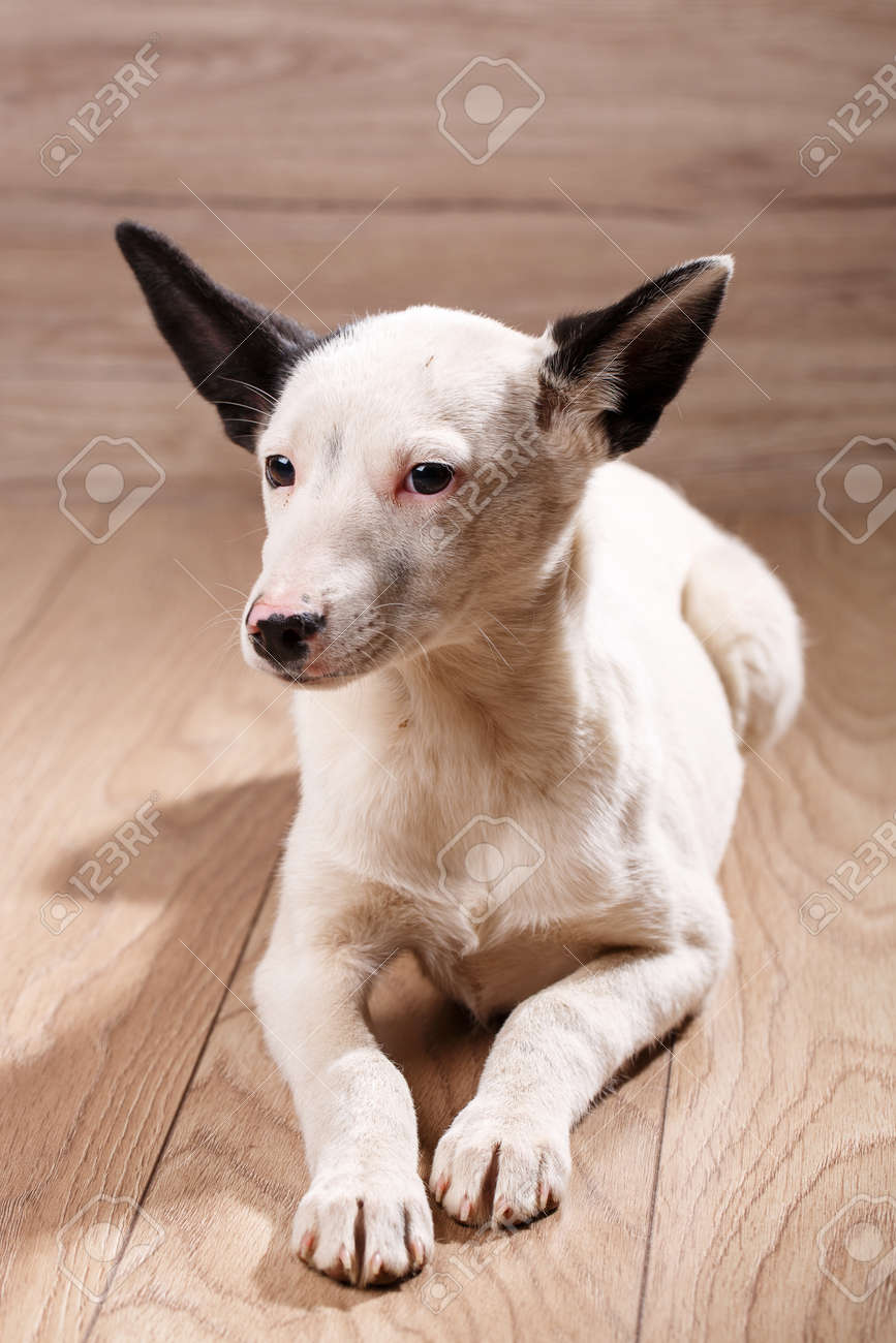 white dog with black ears