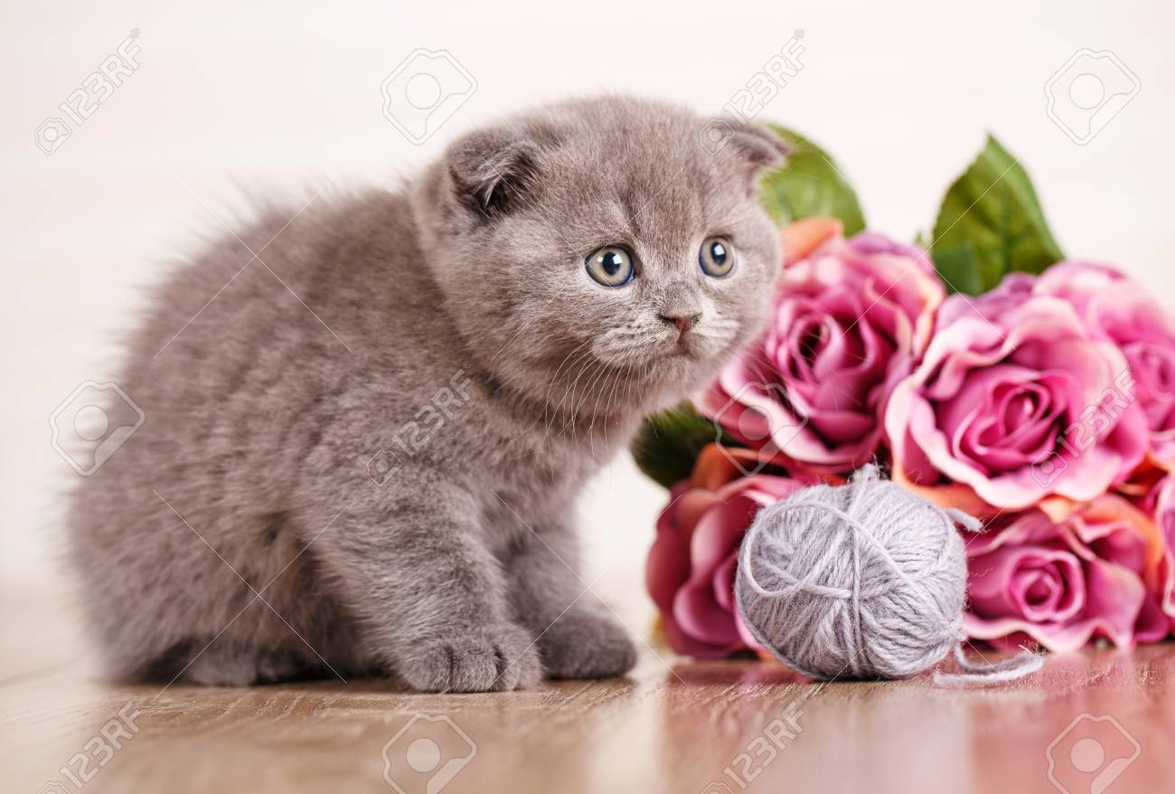 cat scottish fold young player in the ball threaded games stock fold games