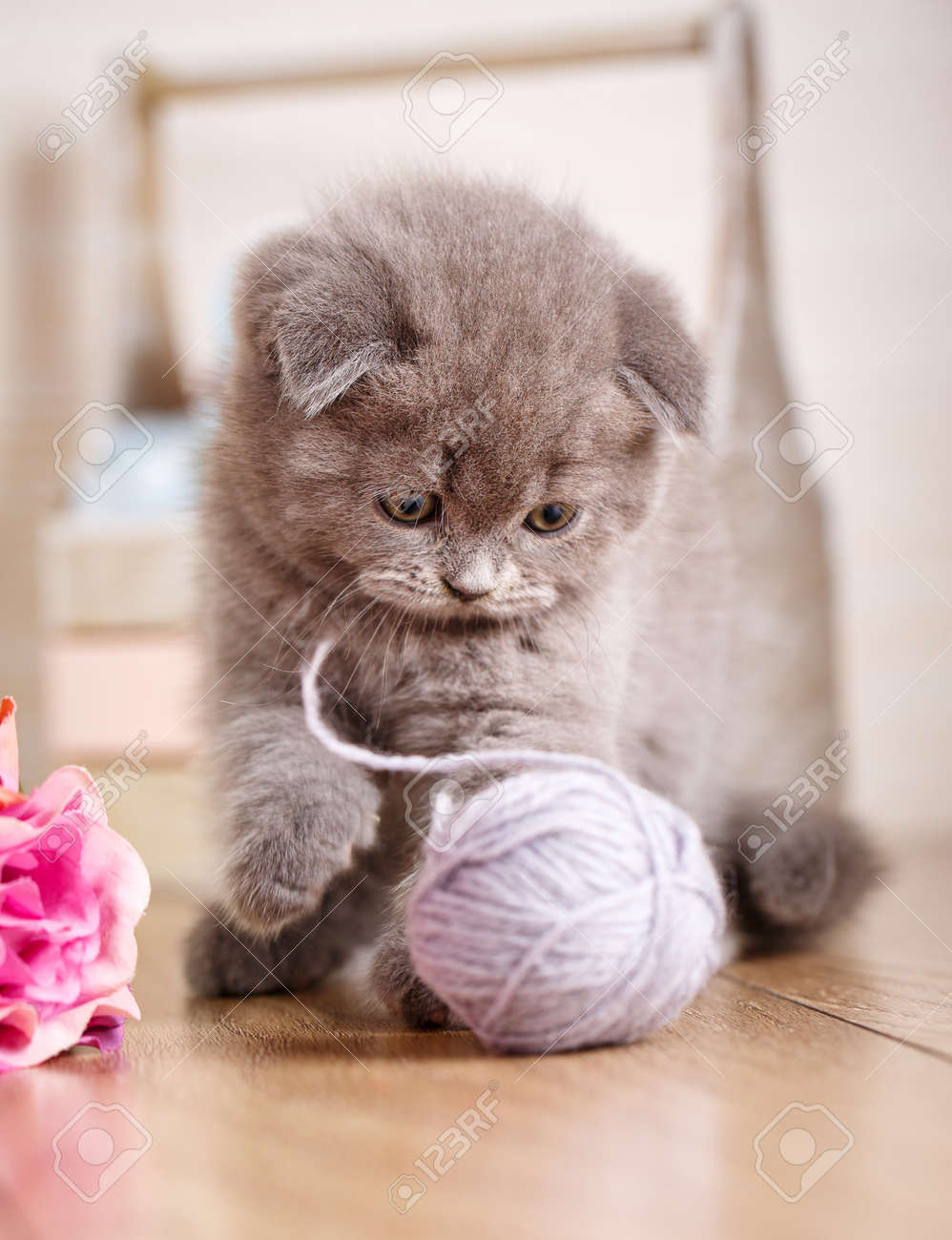 cat scottish fold young player in the ball threaded games stock fold games