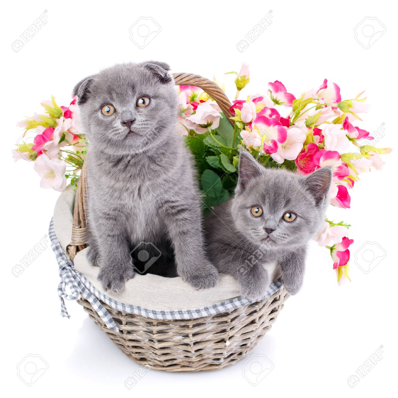 cat flower basket