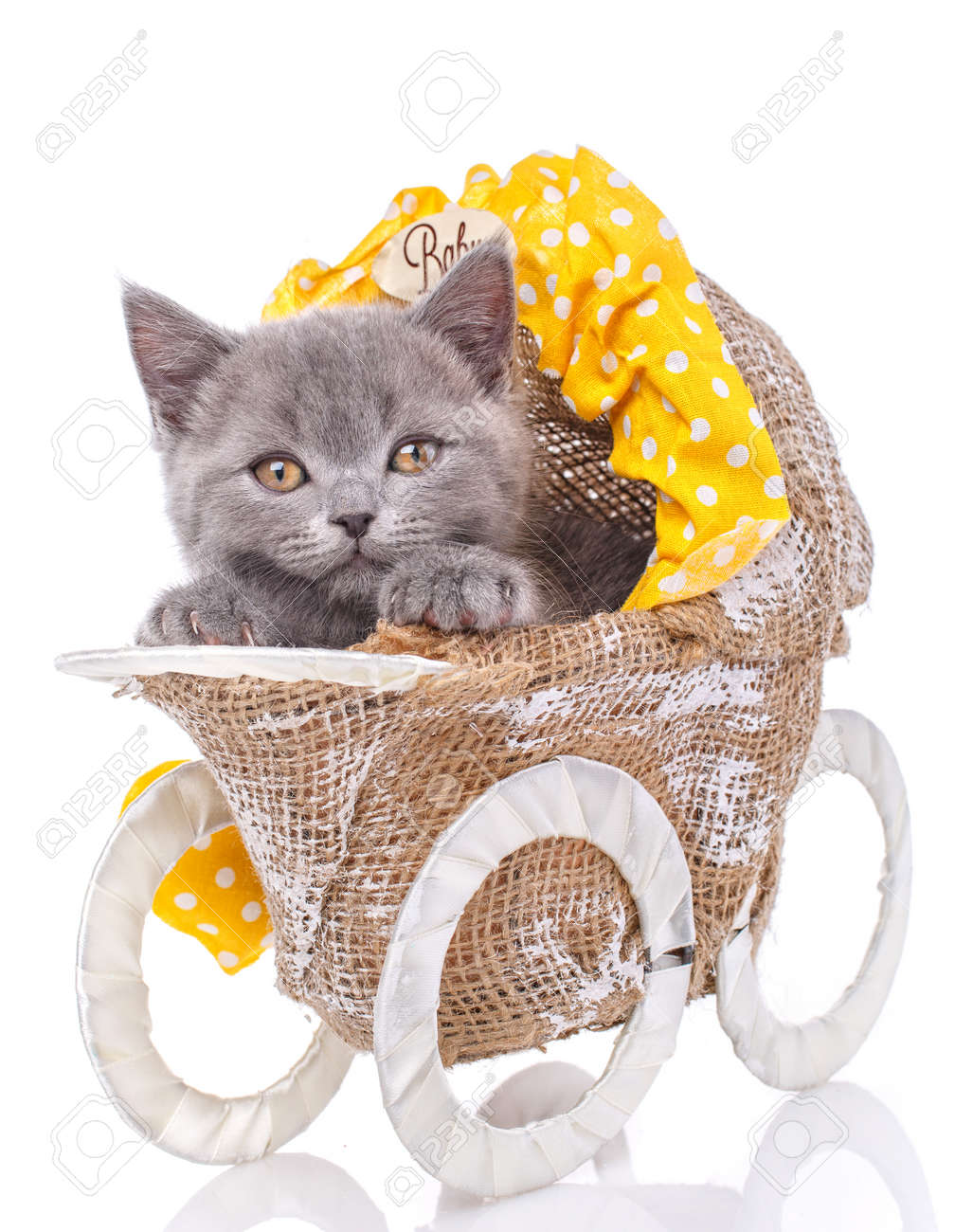 kitten stroller