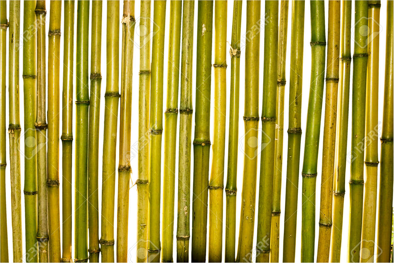 yellow and green trunks of bamboo plants on a white background stock