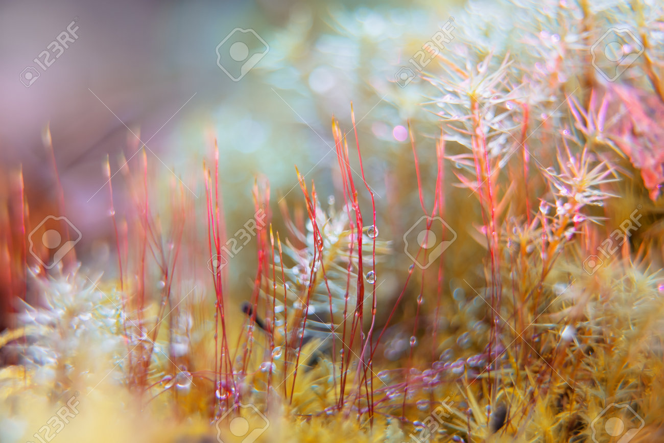 Fotografía artística macro ile ilgili görsel