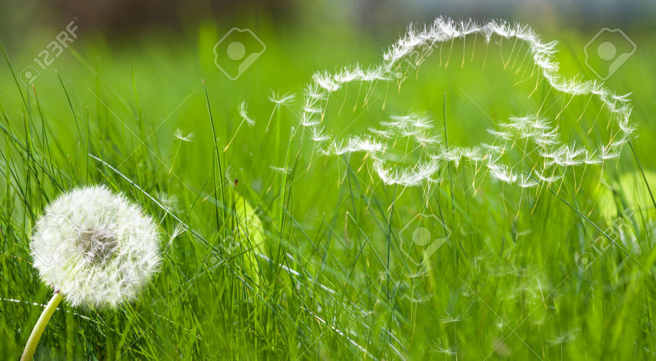 Flying dandelion's seed in form of a car pattern on green grass background - 8374921 Flying dandelion's seed in form of a car pattern on green grass background - 8374921