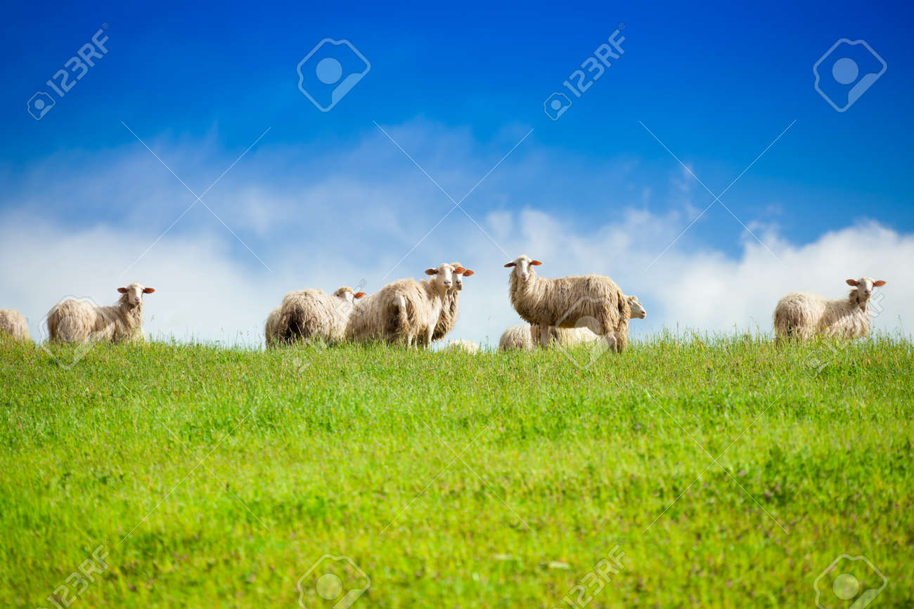 Two sheep looking at camera standing in herd over blue sky - 24003517 Two sheep looking at camera standing in herd over blue sky - 24003517