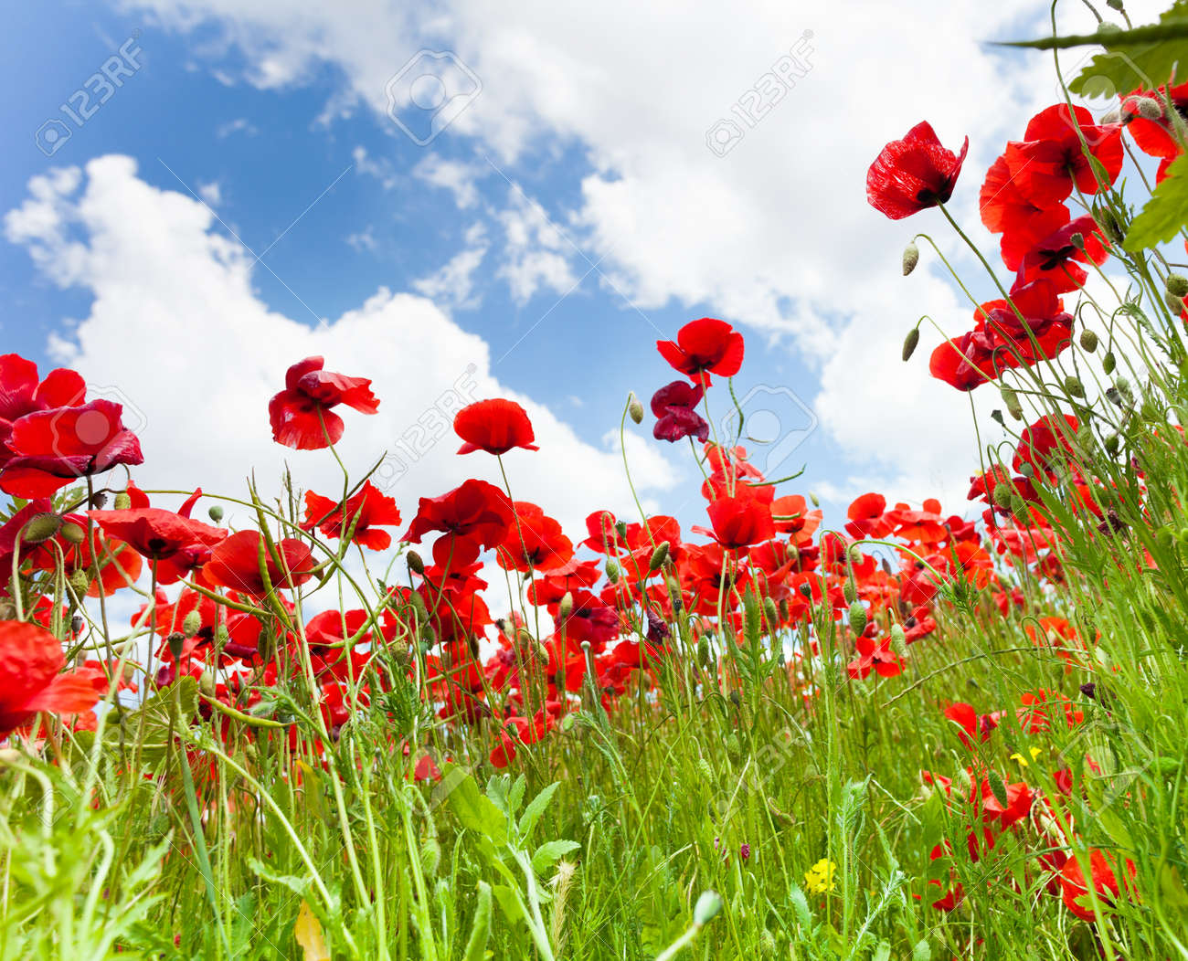 Poppies Flowers In The Spring Field Low Angle Shoot With Clouds