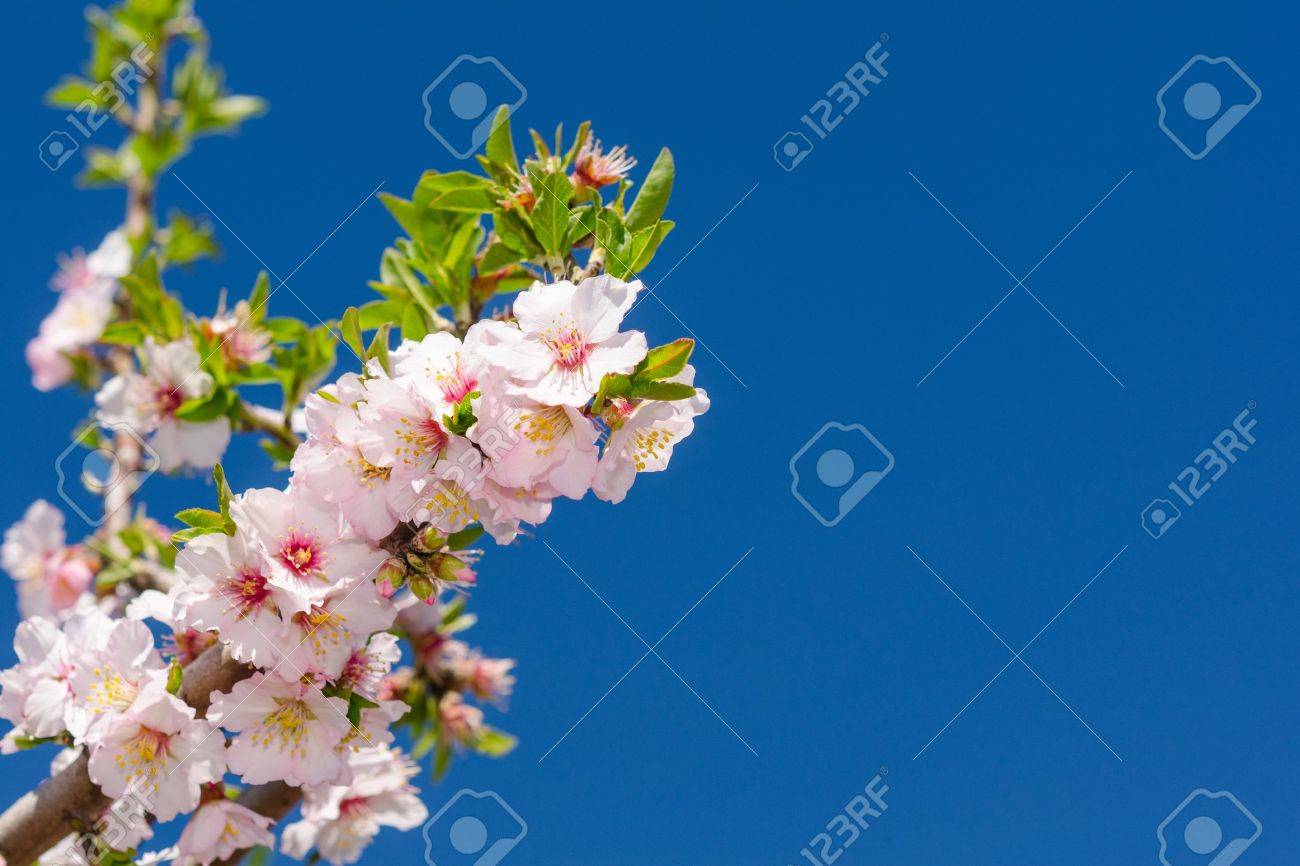 白とピンクの花を開花桜の木の枝 の写真素材 画像素材 Image