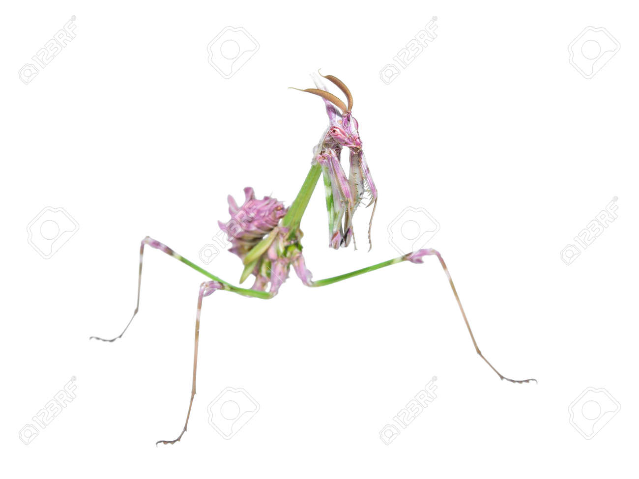 珍しいエキゾチックな昆虫明るい色を使用してカマキリ分離された