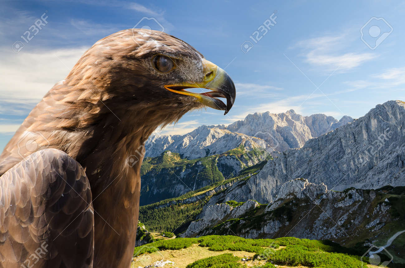 Aerial View Of Alps Mountains Landscape With Golden Eagle And