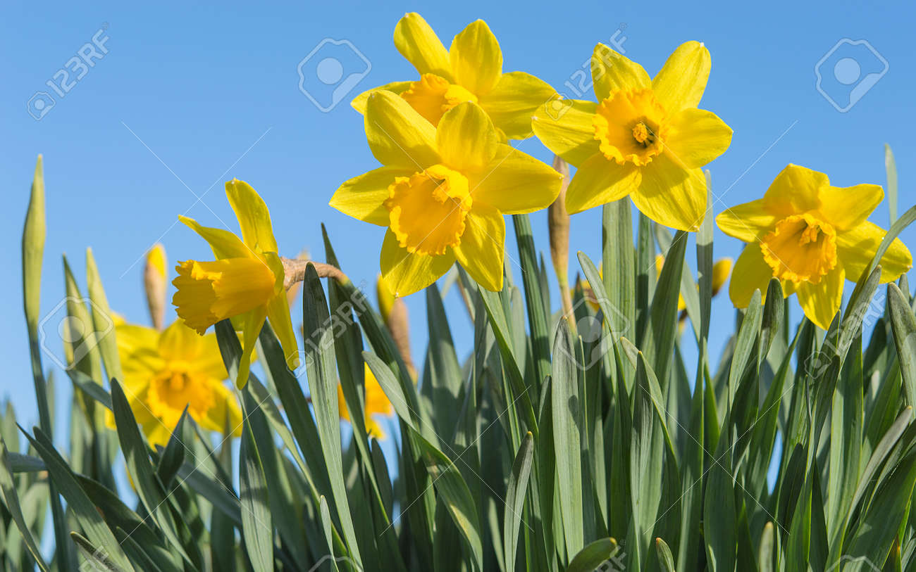 Fleurs De Jonquilles Jaune Vif Lumineux Qui Fleurit Sur La Prairie De Printemps Ensoleillée Contre Le Ciel Bleu Serein