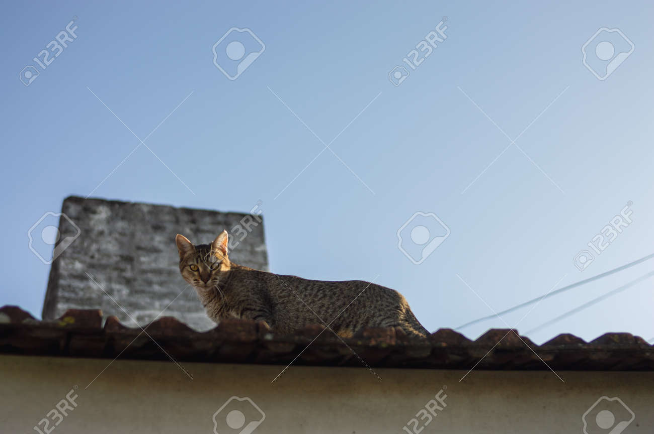 etiam-dictum-ipsum-a-felis