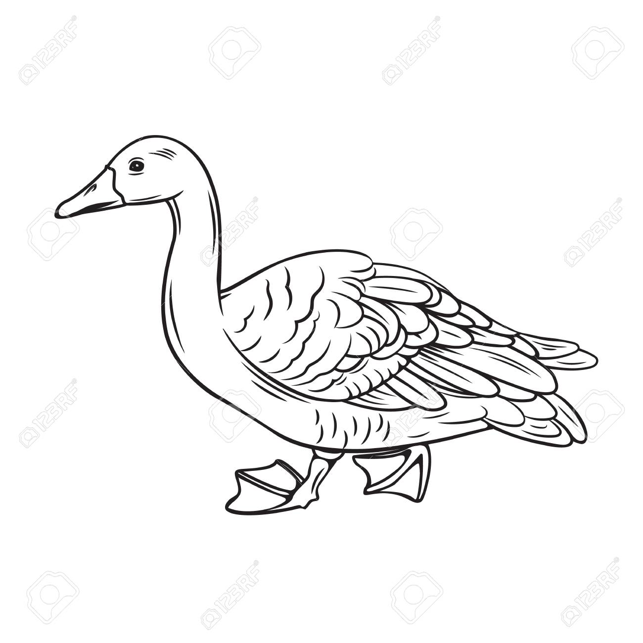 outline duck icon royalty free cliparts vectors and stock illustration image 114948102 outline duck icon