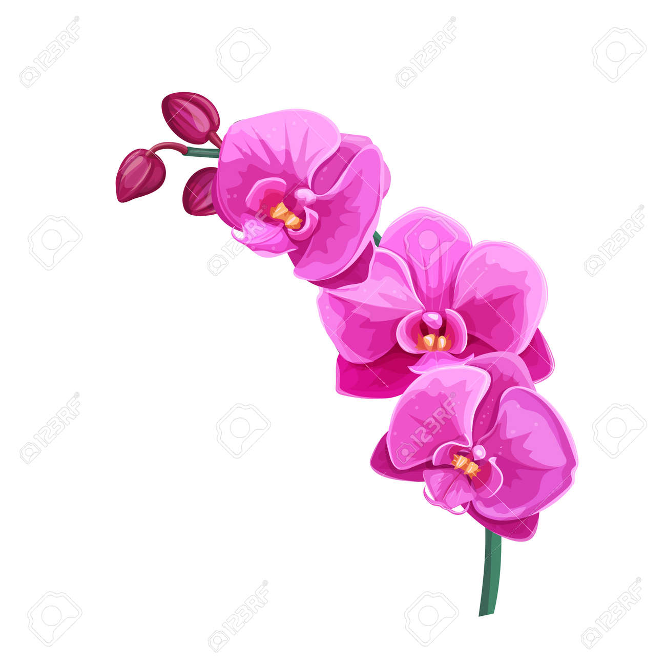 Orchid summer tropical flower. Cartoon style vector illustration