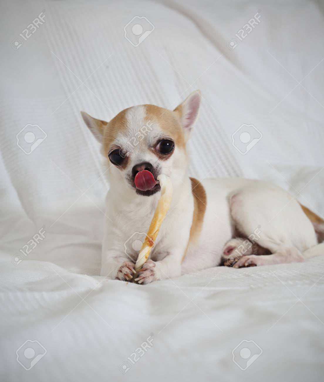 chihuahua snacks