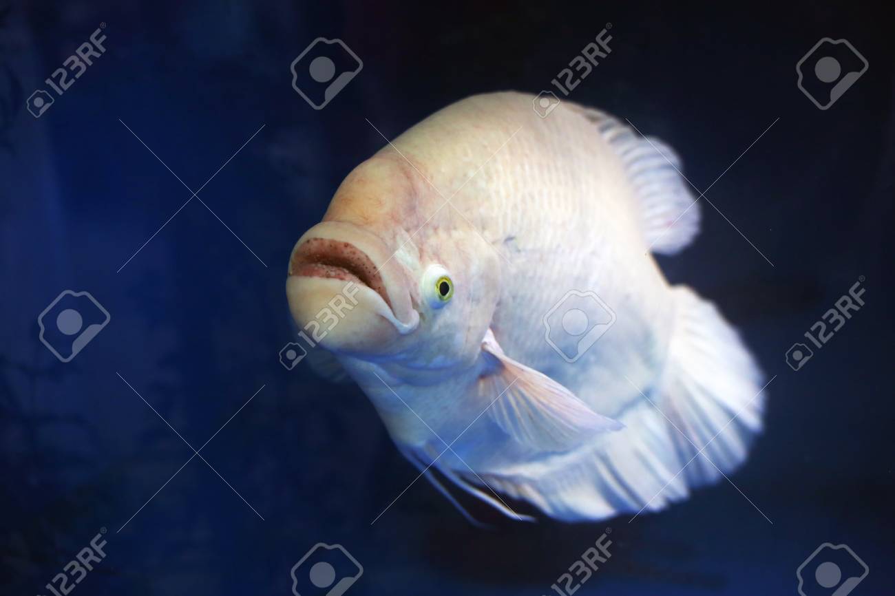Giant white fish Clearance
