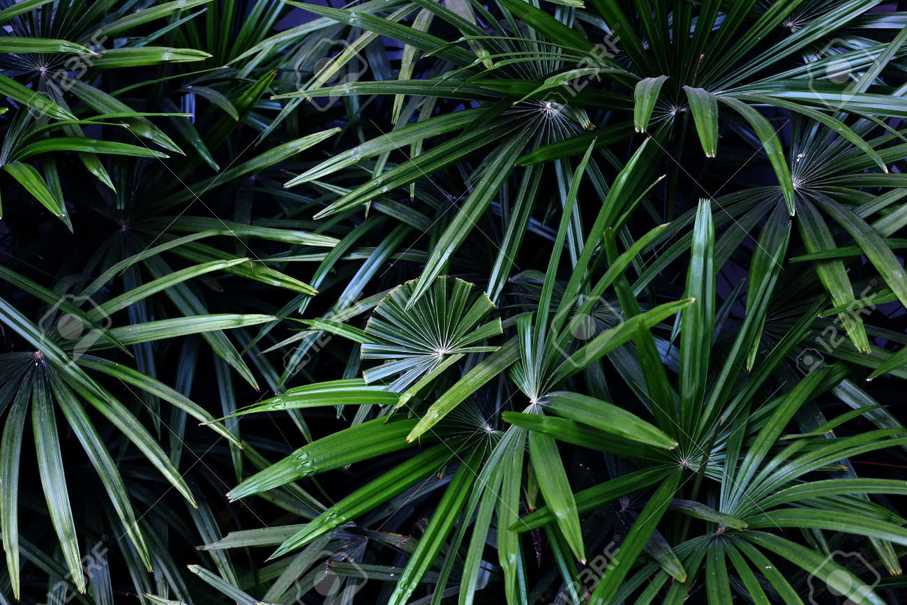 palm tree leaves tropical natural background green leaves pattern
