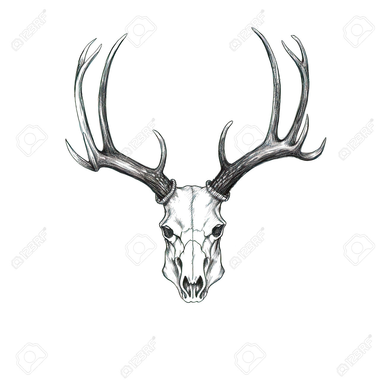 鹿の角 鹿の角ドリンクゴールド | deercompany