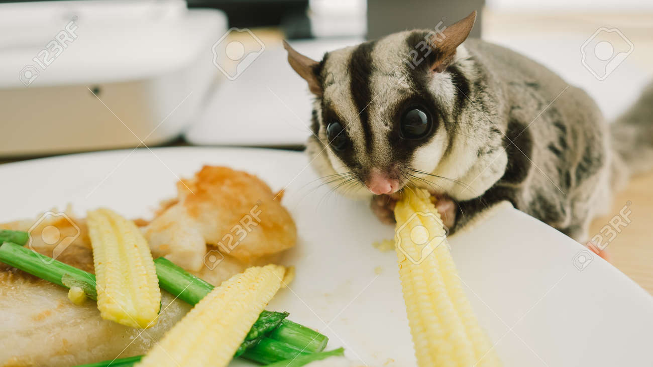 sugar glider eating on