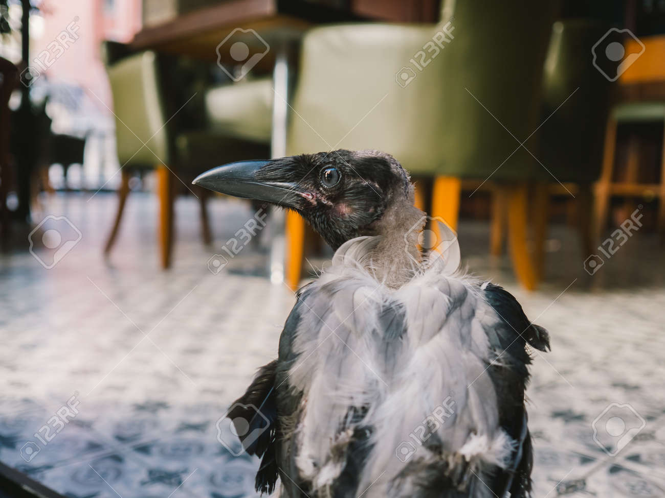 ペットとして飼育されて黒いカラスを負傷しました の写真素材 画像素材 Image