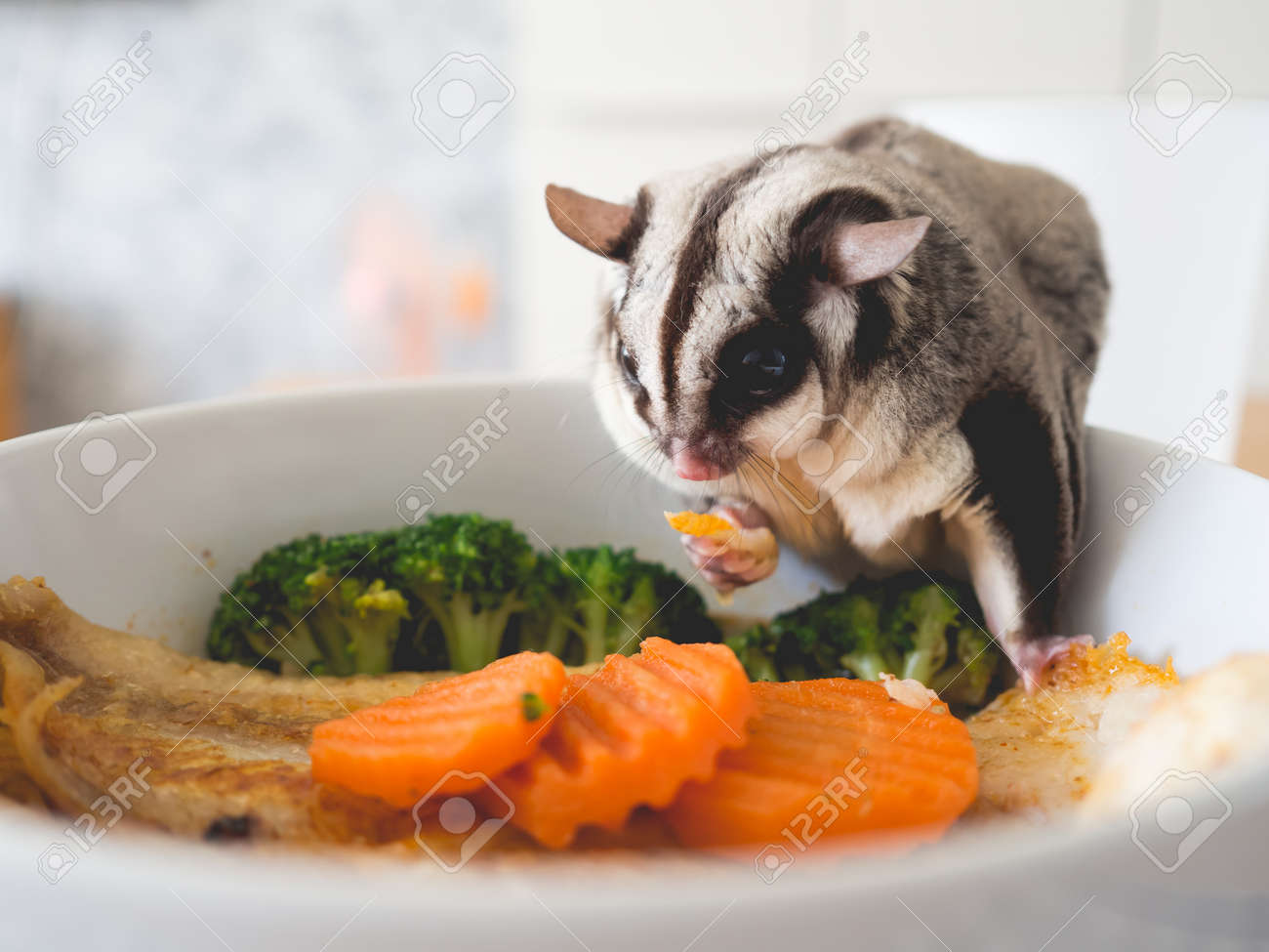 sugar glider eating noodle